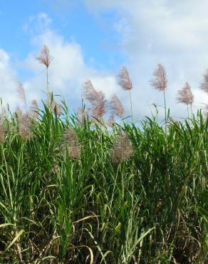 Fotografia 16 da espécie Saccharum officinarum no Jardim Botânico UTAD