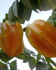 Fotografia da espécie Averrhoa carambola