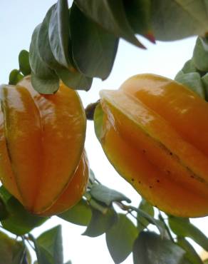 Fotografia 1 da espécie Averrhoa carambola no Jardim Botânico UTAD