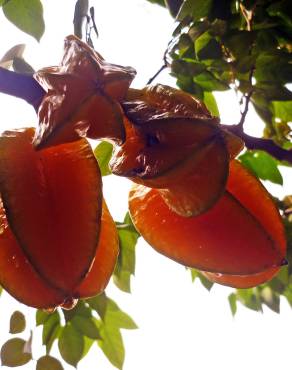 Fotografia 3 da espécie Averrhoa carambola no Jardim Botânico UTAD