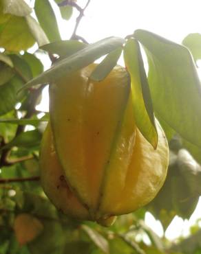 Fotografia 4 da espécie Averrhoa carambola no Jardim Botânico UTAD