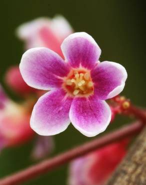 Fotografia 6 da espécie Averrhoa carambola no Jardim Botânico UTAD