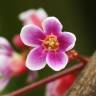 Fotografia 6 da espécie Averrhoa carambola do Jardim Botânico UTAD