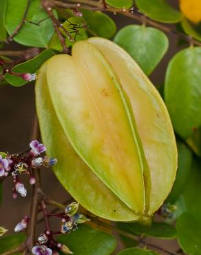 Fotografia 7 da espécie Averrhoa carambola no Jardim Botânico UTAD