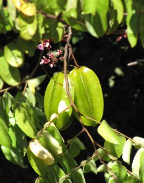 Fotografia 10 da espécie Averrhoa carambola no Jardim Botânico UTAD