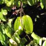 Fotografia 10 da espécie Averrhoa carambola do Jardim Botânico UTAD