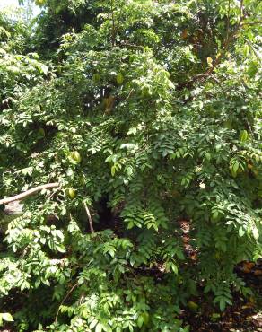 Fotografia 11 da espécie Averrhoa carambola no Jardim Botânico UTAD