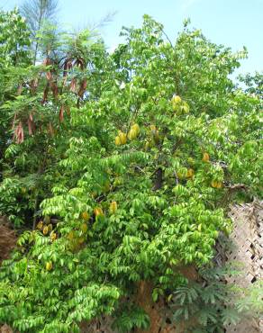 Fotografia 14 da espécie Averrhoa carambola no Jardim Botânico UTAD