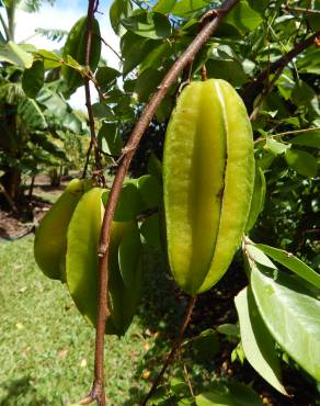 Fotografia 15 da espécie Averrhoa carambola no Jardim Botânico UTAD