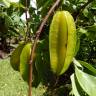 Fotografia 15 da espécie Averrhoa carambola do Jardim Botânico UTAD