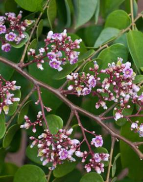 Fotografia 18 da espécie Averrhoa carambola no Jardim Botânico UTAD