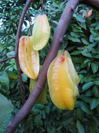 Fotografia da espécie Averrhoa carambola