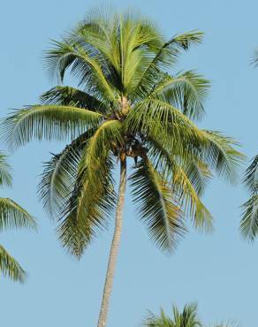 Fotografia 1 da espécie Cocos nucifera no Jardim Botânico UTAD