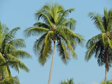 Fotografia da espécie Cocos nucifera