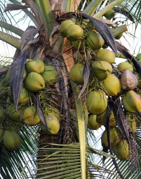 Fotografia 2 da espécie Cocos nucifera no Jardim Botânico UTAD