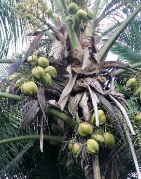 Fotografia 4 da espécie Cocos nucifera no Jardim Botânico UTAD