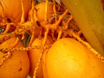 Fotografia da espécie Cocos nucifera