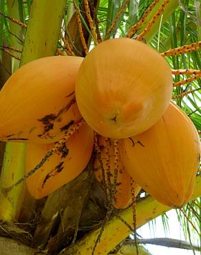 Fotografia 6 da espécie Cocos nucifera no Jardim Botânico UTAD