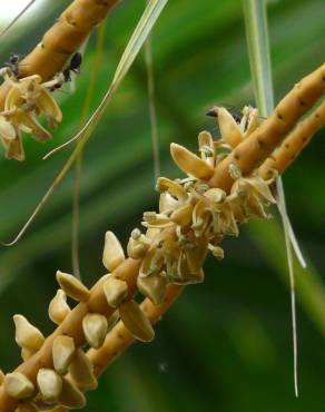 Fotografia 7 da espécie Cocos nucifera no Jardim Botânico UTAD