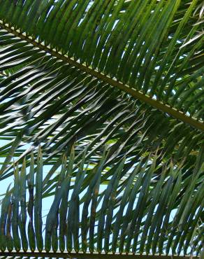 Fotografia 8 da espécie Cocos nucifera no Jardim Botânico UTAD