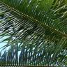 Fotografia 8 da espécie Cocos nucifera do Jardim Botânico UTAD