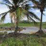 Fotografia 12 da espécie Cocos nucifera do Jardim Botânico UTAD