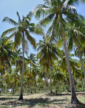 Fotografia 13 da espécie Cocos nucifera no Jardim Botânico UTAD