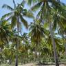 Fotografia 13 da espécie Cocos nucifera do Jardim Botânico UTAD