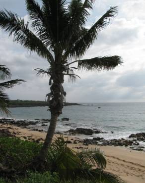 Fotografia 14 da espécie Cocos nucifera no Jardim Botânico UTAD