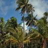 Fotografia 15 da espécie Cocos nucifera do Jardim Botânico UTAD