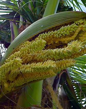 Fotografia 17 da espécie Cocos nucifera no Jardim Botânico UTAD