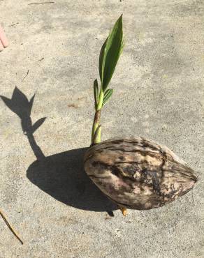 Fotografia 18 da espécie Cocos nucifera no Jardim Botânico UTAD