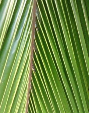 Fotografia 19 da espécie Cocos nucifera no Jardim Botânico UTAD