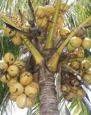 Fotografia 22 da espécie Cocos nucifera no Jardim Botânico UTAD