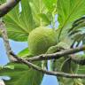 Fotografia 6 da espécie Artocarpus altilis do Jardim Botânico UTAD