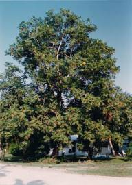 Fotografia da espécie Artocarpus altilis
