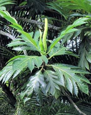 Fotografia 14 da espécie Artocarpus altilis no Jardim Botânico UTAD