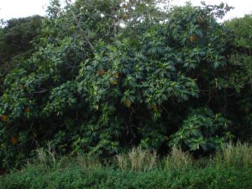 Fotografia da espécie Artocarpus altilis