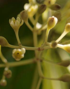 Fotografia 1 da espécie Cinnamomum verum no Jardim Botânico UTAD