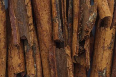 Fotografia da espécie Cinnamomum verum