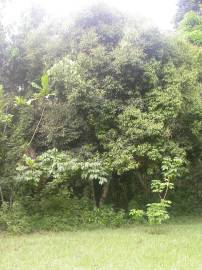 Fotografia da espécie Cinnamomum verum