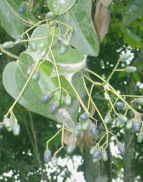 Fotografia 6 da espécie Cinnamomum verum no Jardim Botânico UTAD