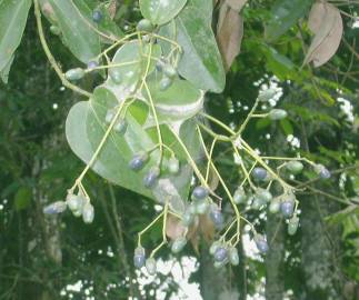 Fotografia da espécie Cinnamomum verum