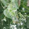 Fotografia 6 da espécie Cinnamomum verum do Jardim Botânico UTAD