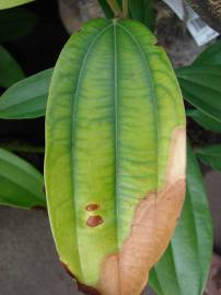 Fotografia da espécie Cinnamomum verum