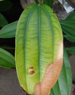 Fotografia 7 da espécie Cinnamomum verum no Jardim Botânico UTAD