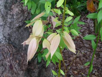 Fotografia da espécie Cinnamomum verum