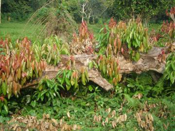 Fotografia da espécie Cinnamomum verum