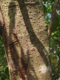 Fotografia da espécie Cinnamomum verum