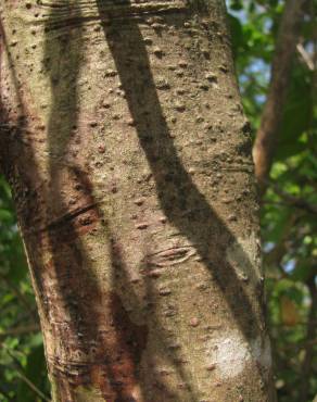 Fotografia 10 da espécie Cinnamomum verum no Jardim Botânico UTAD